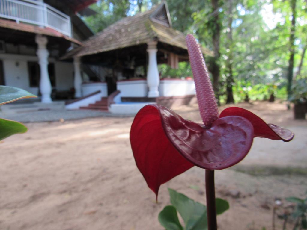Marari Dreamz Villa Alappuzha Екстериор снимка